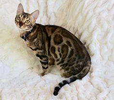 a cat sitting on top of a white blanket