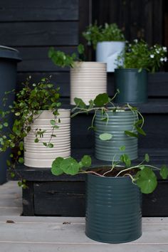 several pots with plants growing out of them