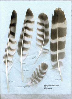 four feathers are shown on a piece of paper with words written below the feather's markings