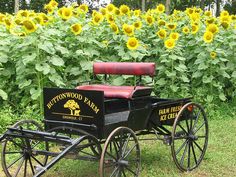 an old fashioned horse drawn carriage in front of sunflowers