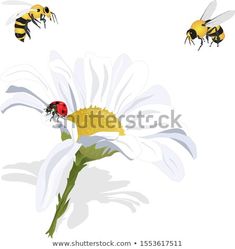 three bees flying over a white flower