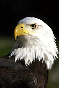 an eagle is looking at the camera while standing in front of grass and black background