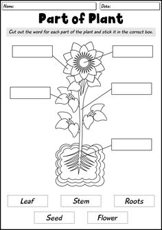 the parts of a plant worksheet