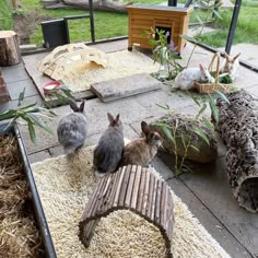 three rabbits are sitting on the ground near a bench and other animals in an enclosure