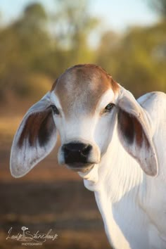 a brown and white cow looking at the camera