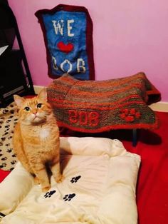 an orange cat sitting on top of a bed next to a pillow and blanket with paw prints