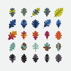 an assortment of different colored leaves on a white background