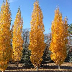 three tall trees with yellow leaves in the middle of a park filled with lots of trees