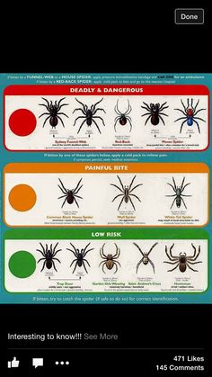 Spider info Spider Identification Chart, Spider Chart, Australian Spider, Spider Identification, Different Spiders, Common Spiders, Dangerous Spiders, Brown Recluse, Arachnids Spiders