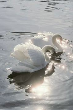 two swans are swimming in the water together