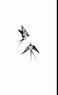 two black and white birds flying in the sky