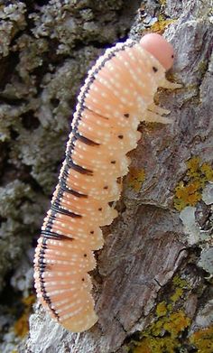 a close up of a caterpillar on a tree