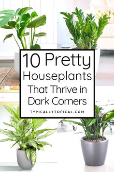 two potted plants with the words 10 pretty houseplants that have in dark corners