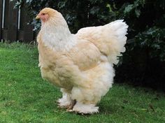 a large white chicken standing on top of a lush green field