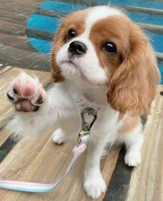 a small brown and white dog standing on top of a wooden floor next to a leash