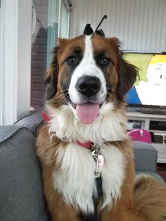 a brown and white dog sitting on top of a couch