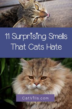 two cats with caption that says, surprising smells that cats hate