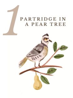 a bird sitting on top of a tree branch next to a pear and the number one partridge in a pear tree