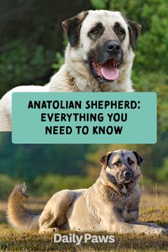 two dogs sitting next to each other with the caption that says, anotalan shepherd everything you need to know