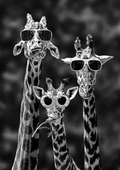 three giraffes wearing sunglasses and standing next to each other