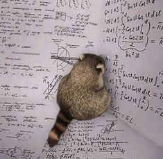 a raccoon sitting on top of a piece of paper with calculations written all over it