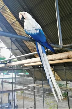 a large blue and white parrot sitting on top of a wooden perch in a cage