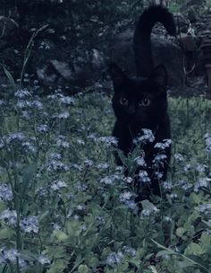 a black cat standing in the middle of some flowers