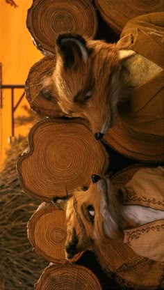 a dog laying on top of stacks of logs