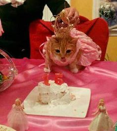 a cat sitting on top of a table next to a cake and figurines