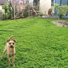 a brown dog standing on top of a green grass covered field next to a house