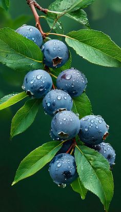 blue berries with water droplets on them hanging from a branch