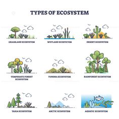 the different types of plants and animals in an illustrated style, with text that reads types of