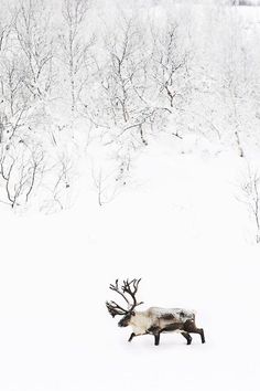 a reindeer walking through the snow in front of trees