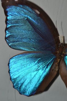 a black and white photo of a butterfly