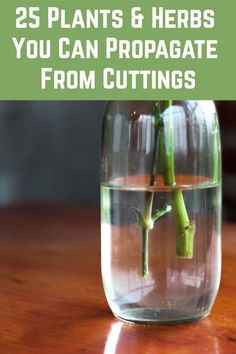 a glass vase filled with water and flowers on top of a wooden table next to the words, 25 plants & herbs you can propate from cuttings