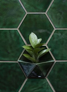 a green plant in a black vase on a green tile wall with hexagonal tiles