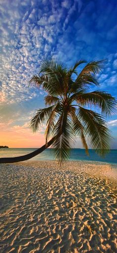 a palm tree sitting on top of a sandy beach under a blue and white sky