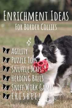 It’s no secret that our Border Collies have lots of energy. 
 
While your pup needs physical exercise every day, mental exercise is just as important! Enrichment can be a great way to tire your active pup out and satisfy their intelligent brains. Border Collie Activities, Border Collie Puppy Training, Dogs Activities, Toy Aussies, Dogs Types, Border Collie Facts, Border Collie Training, Strong Work Ethic, A Bottle Of Water