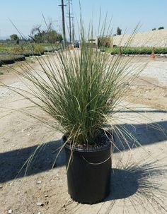 a large potted plant sitting in the middle of a dirt road next to a telephone pole