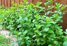 some green plants are growing next to a fence