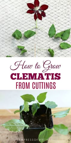 how to grow clematis from cuttings in a pot with text overlay