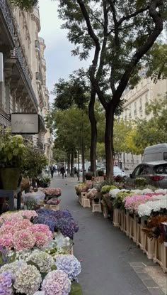 many different types of flowers lined up on the side of a street next to buildings