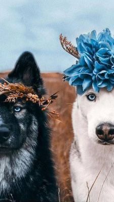 two black and white dogs with blue flowers on their heads are looking at the camera