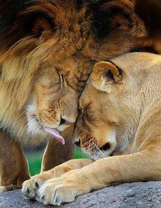 two lions cuddling on top of each other's butts in front of a rock