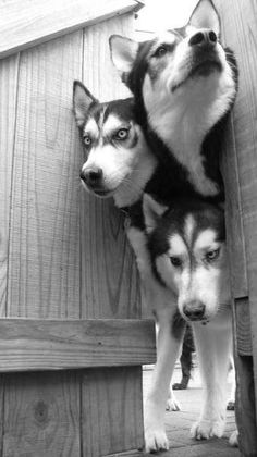 two dogs standing next to each other on top of a wooden floor with a poem written below