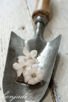 some white flowers are in a metal scoop