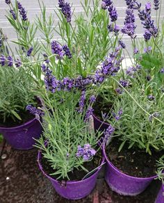 lavender plants in purple pots on the ground