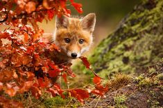 a baby fox peeking out from behind a tree with red leaves on it's branches