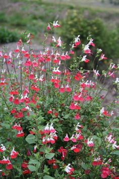 red and white flowers blooming in a garden