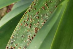 some brown spots on a green leaf